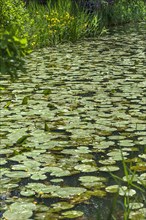 Flowering yellow water-lilies
