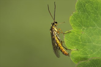 Stalk wasp
