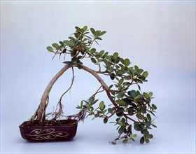 Bonsai Ficus Nitida Style: Semi Cascade