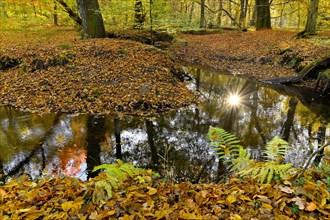 Sun in the Rotbach in the autumnal Hiesfeld Forest