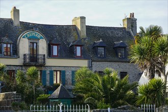 Old houses and garden with palm trees and yuckas at the port of Roscoff