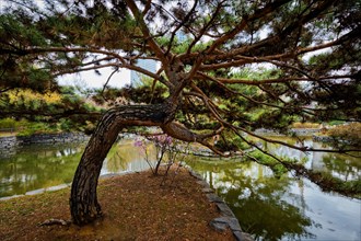 Pine tree in Yeouido Park public park in Seoul