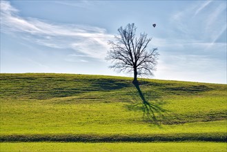 Hill with single tree