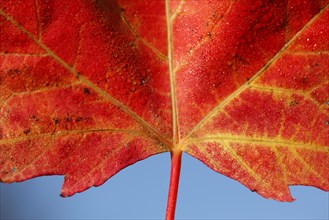 Red Maple Leaf and Blue Sky