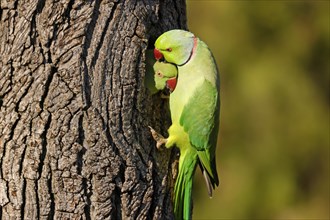 Two collared parakeets