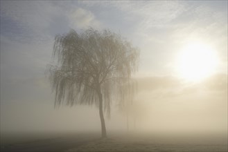 Laubbaeume im Nebel bei Sonnenschein