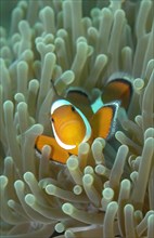 Frontal view of ocellaris clownfish