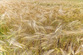 Wheat field in spring in plain. Alsace