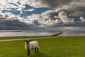 Dramatic sky with dike sheep at Holmersiel on the Nordstrand peninsula