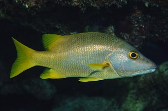 Close-up of Schulmeister snapper