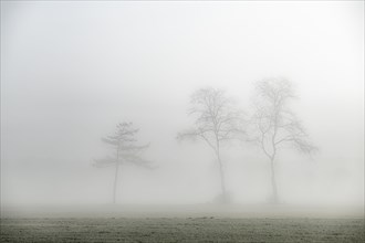 Baumgruppe im Nebel bei Sonnenaufgang