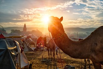 Famous indian camels trade Pushkar mela camel fair festival in field. Camels on sunrise sunset. Pushkar