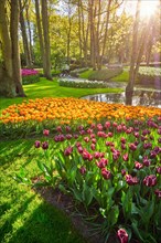 Keukenhof flower garden with blooming tulip flowerbed