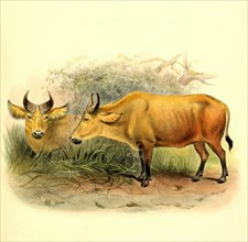 African african buffalo