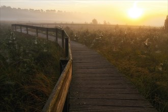 Wooden footbridge in a moor with scots pine