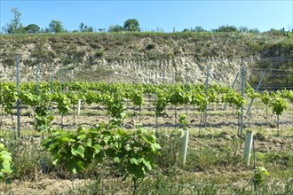 Typical small terrace for trellis cultivation of vines in the erosion-prone loess soil of the Kaiserstuhl area