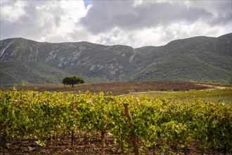 Beautiful landscape with vineyard and tree in Arrabida Natural Park