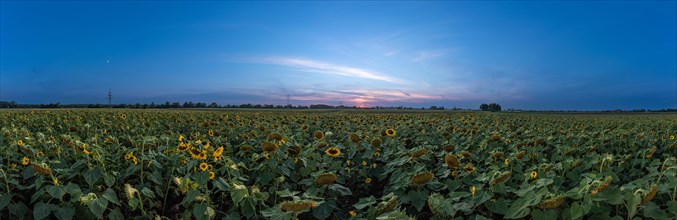 Panorama of a wide sunflower field with setting sun in a blue sky