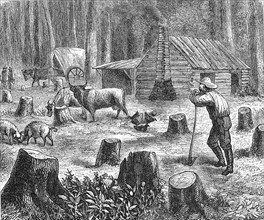 Forest clearing for a new settlement in California in 1880