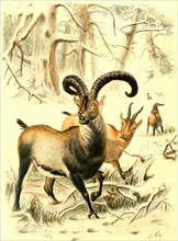 Spanish Ibex