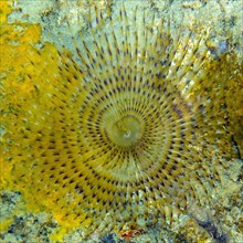 Close-up of tentacles of tubeworm mediterranean fanworm