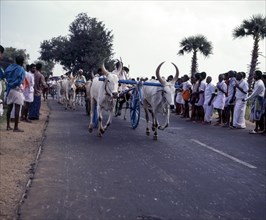 Bullock cart race or Rekla race in Madurai