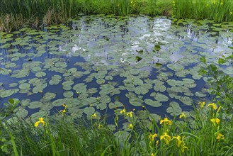 Flowering yellow water-lilies