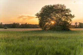 Sunset with sun passing through large oak grove in meadow. Alsace
