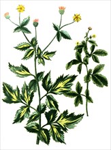 Caryophillata alpina