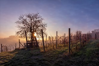 Sunrise over the vineyards