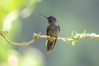 Male Talamanca Hummingbird