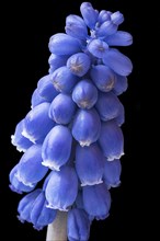 Geschlossene Bluete einer Armenischen Traubenhyazinthe