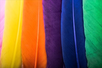 Studio shot photo of colored bird feathers as texture background