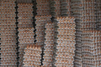 Stacks of thousands of chicken eggs in the souks