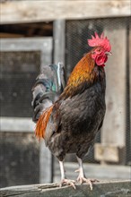 Rooster perched in a farmyard. AGF Educational Farm