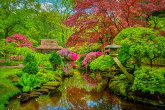 Little Japanese garden after rain