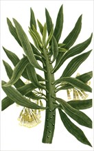 Cacaliastrum or Senecio arborescen