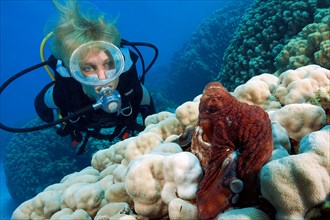 Diver looking at common octopus