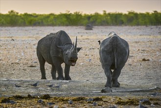 Two black rhinoceroses