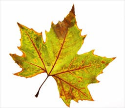 Herbstlich verfaerbtes Spitzahornblatt