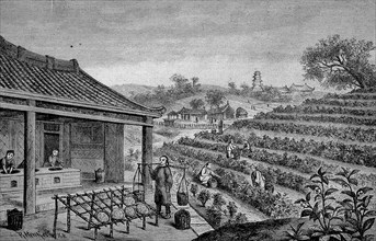 Harvesting and processing of tea in India in 1865