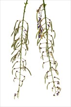 Seed pods of flowers of a Glycine