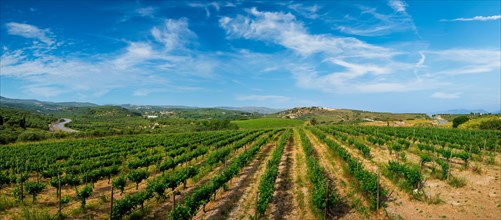 Wineyard with grape rows. Crete island