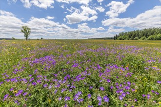 Nature reserve of Rotenbach meadows in High Black Forest. Friedenweiler