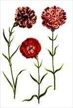 Caryophyllus hortensis