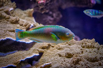 quoyi Quoy's parrotfish