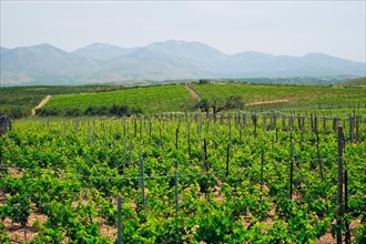 Wineyard with grape rows