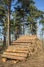 Log dump in pinewood forest in Ystad
