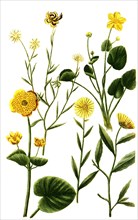 Various species of the plant genus Marigolds