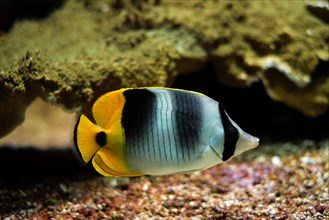 Pacific doublesaddle butterflyfish